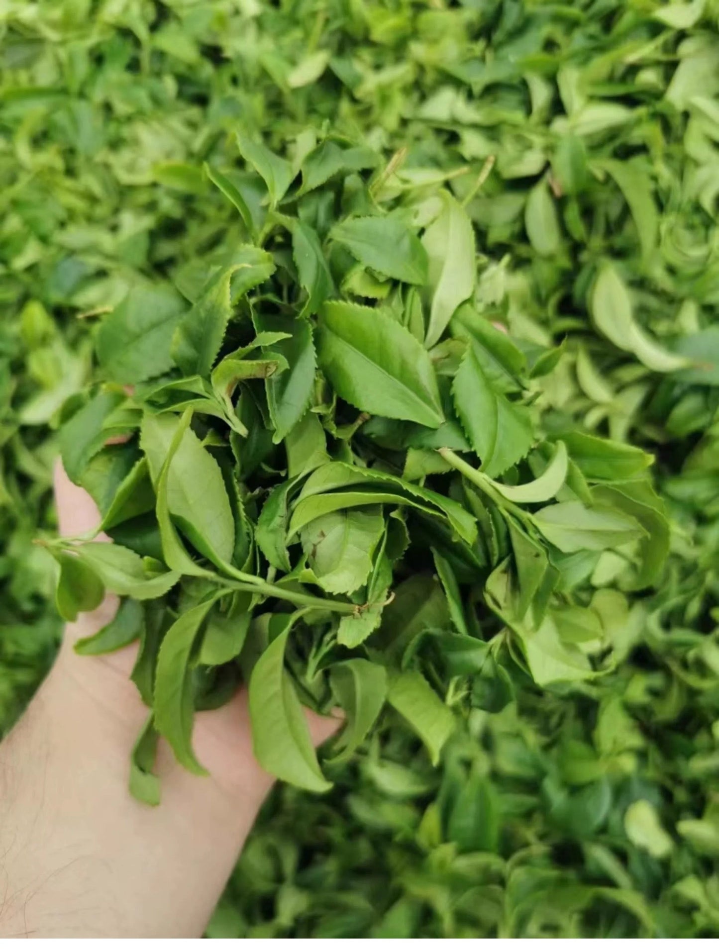 Chinese Fenghuang Dancong Oolong Phoenix Dancong Almond Scent High Mountain Wulong