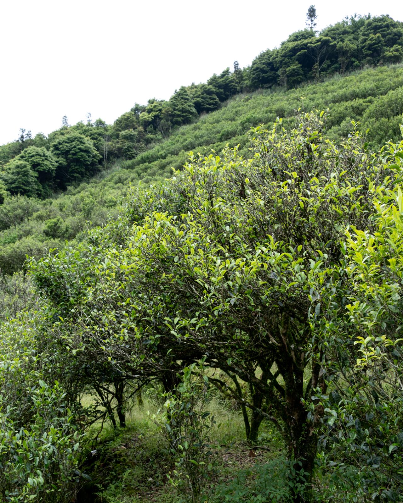 Chinese Fenghuang Dancong Oolong Phoenix Dancong Almond Scent High Mountain Wulong
