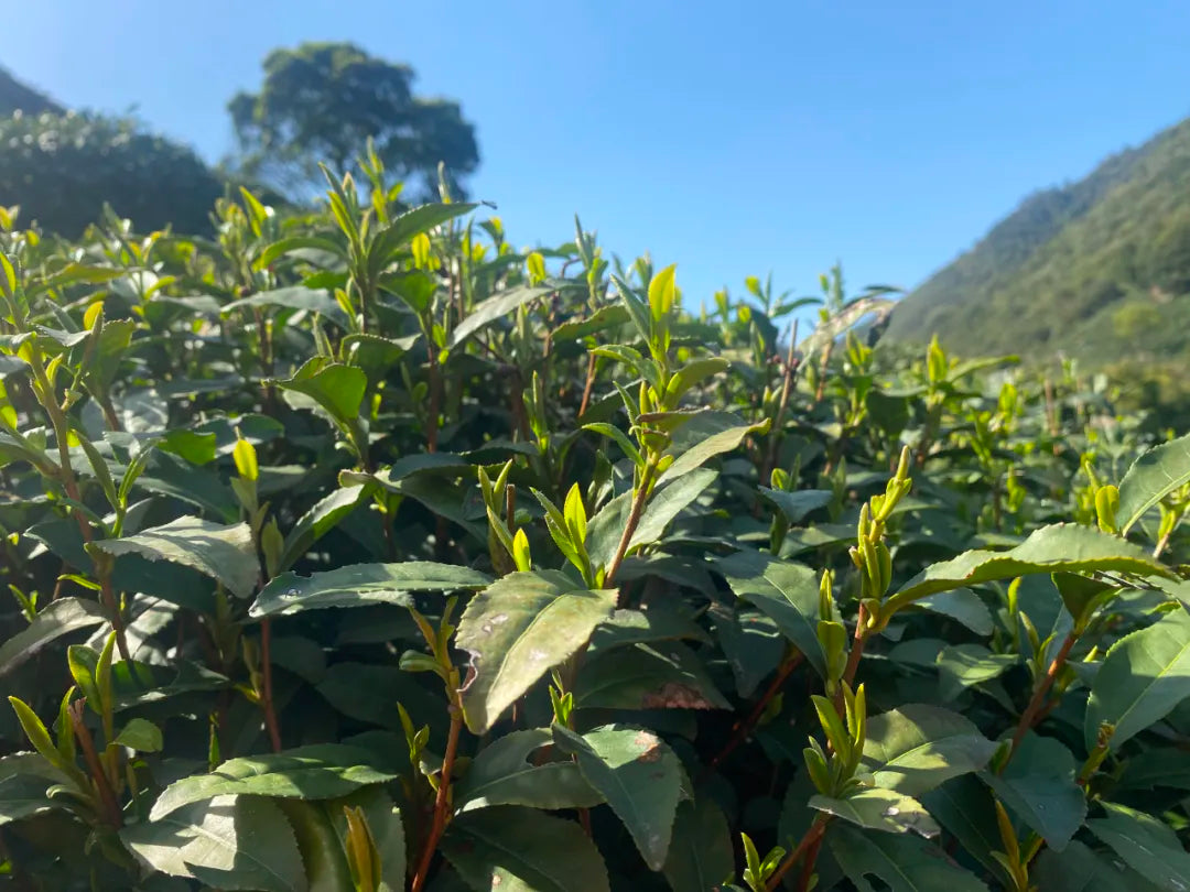 Chinese Black Tea Red Tea Premium Jiu Qu Hong Mei Black Tea