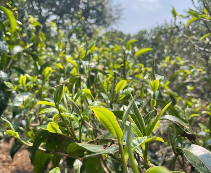 this is Chinese Yunnan Gushu ripe puerh Shou Puerh