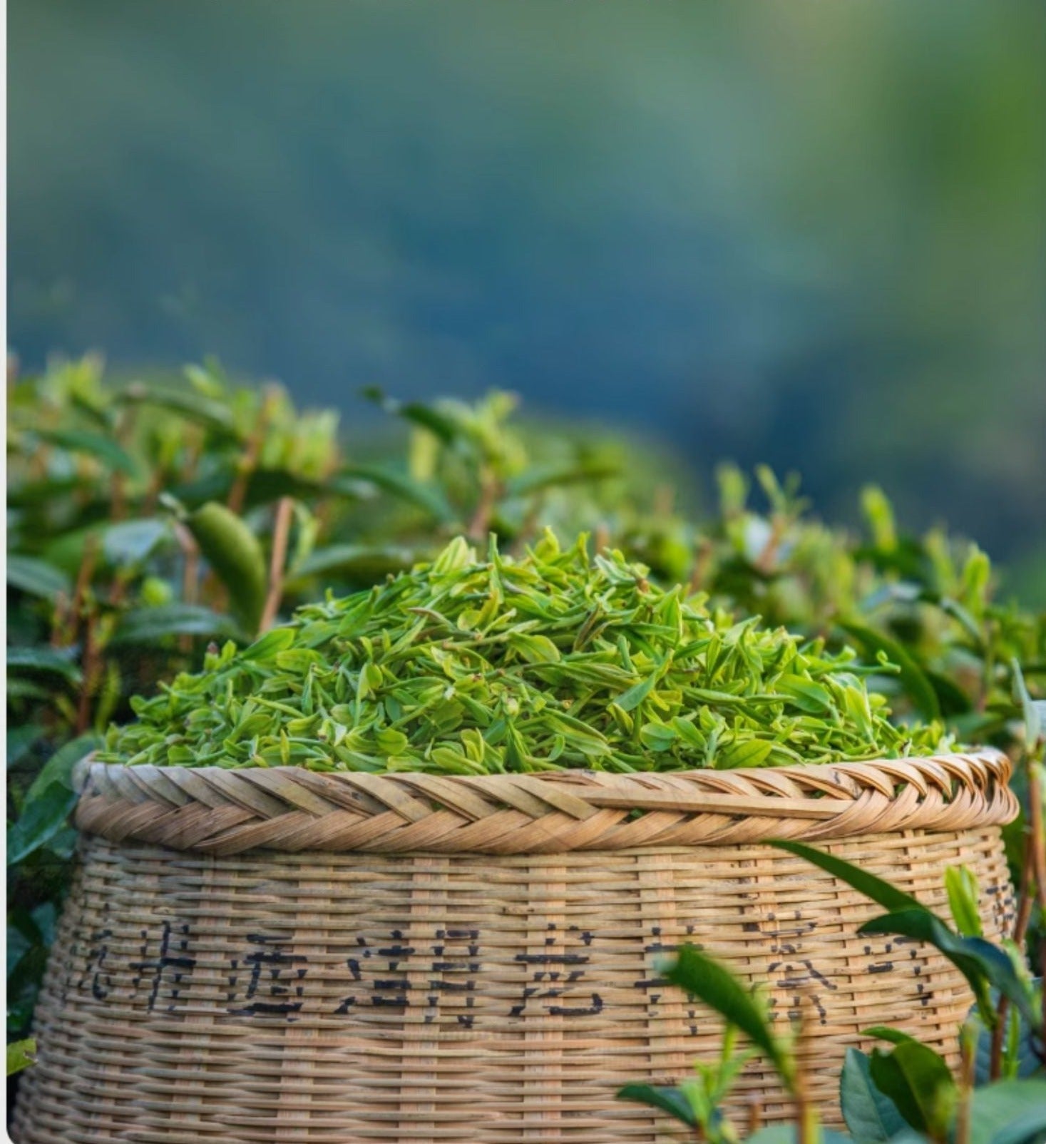 This is Chinese green tea Longjing Dragon Well