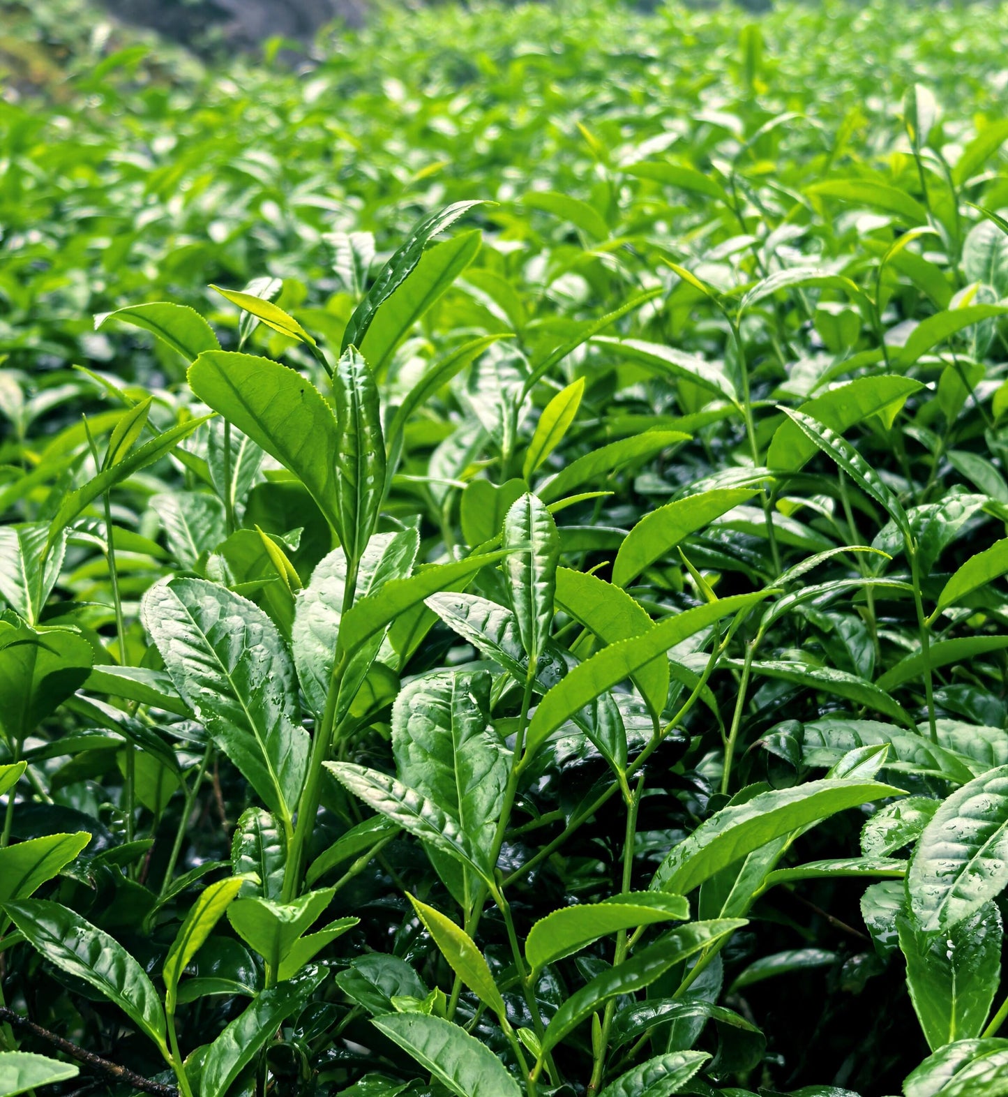 Premium Red Tea Chinese  Authentic Lapsang Souchong Smokless High End Zhengshan Xiaozhong Black Tea