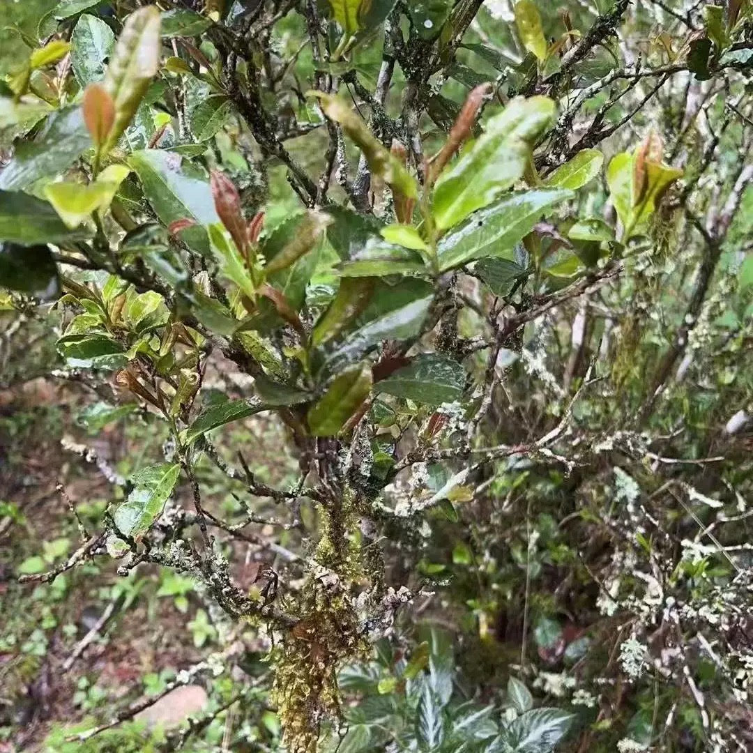 2019 Precious Gongmei White Tea Purple Bud Unique Floral Cai Cha