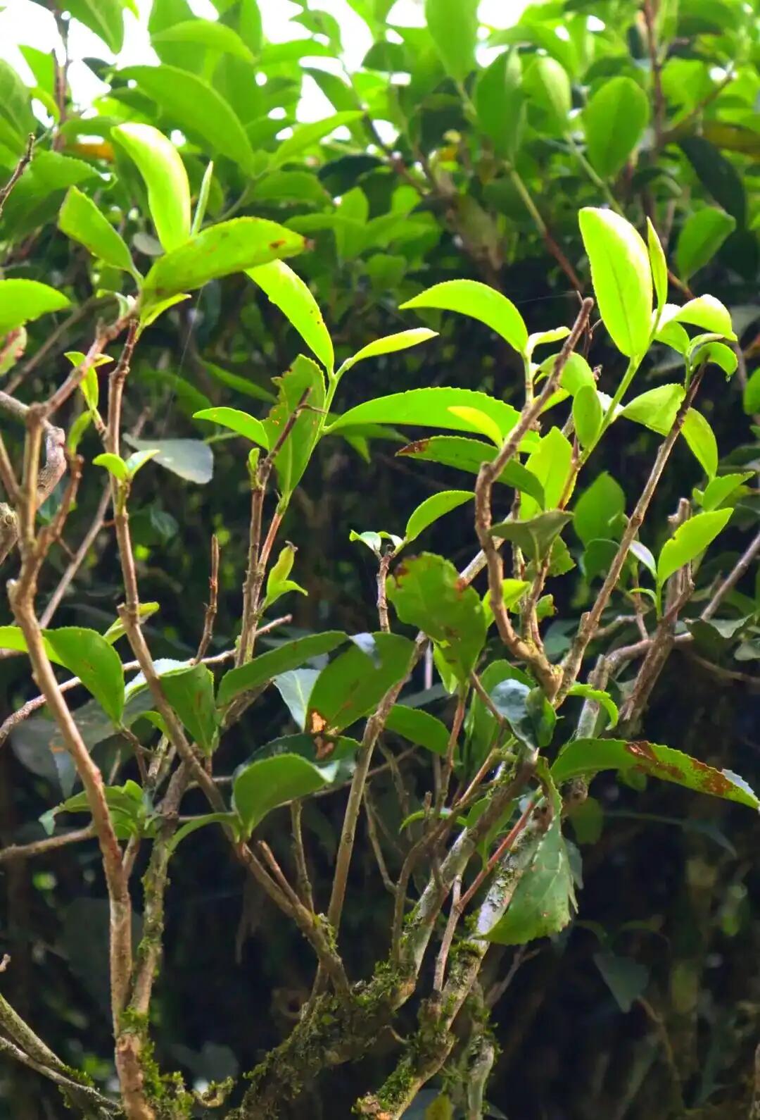 High quality Plain Heart Orchid Wuyi Rock Tea Suxinlan Precious Wuyi Yancha 50g