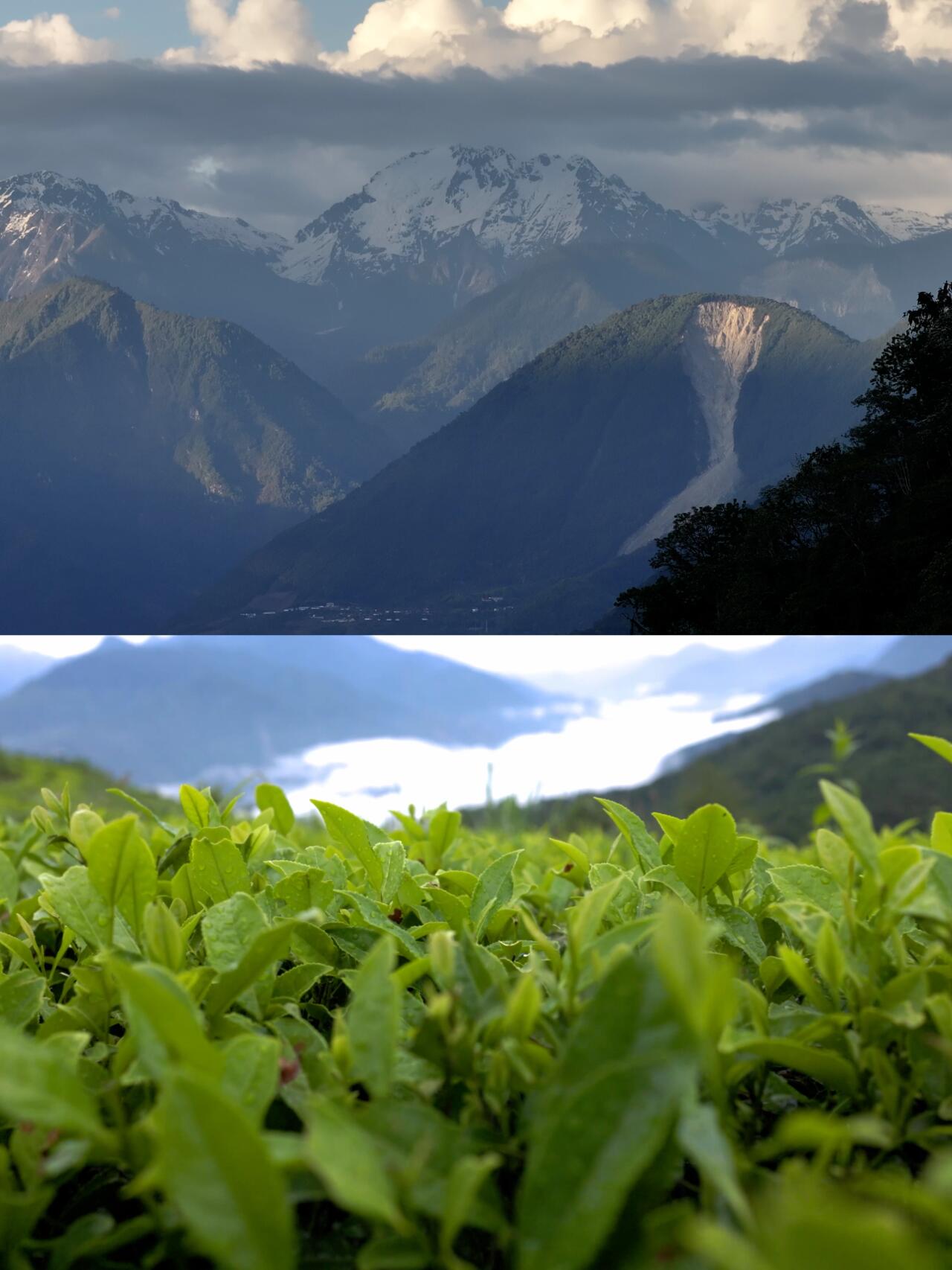 Wild Organic Chinese Tibet Medog Black Tea High-end Red Tea 60g