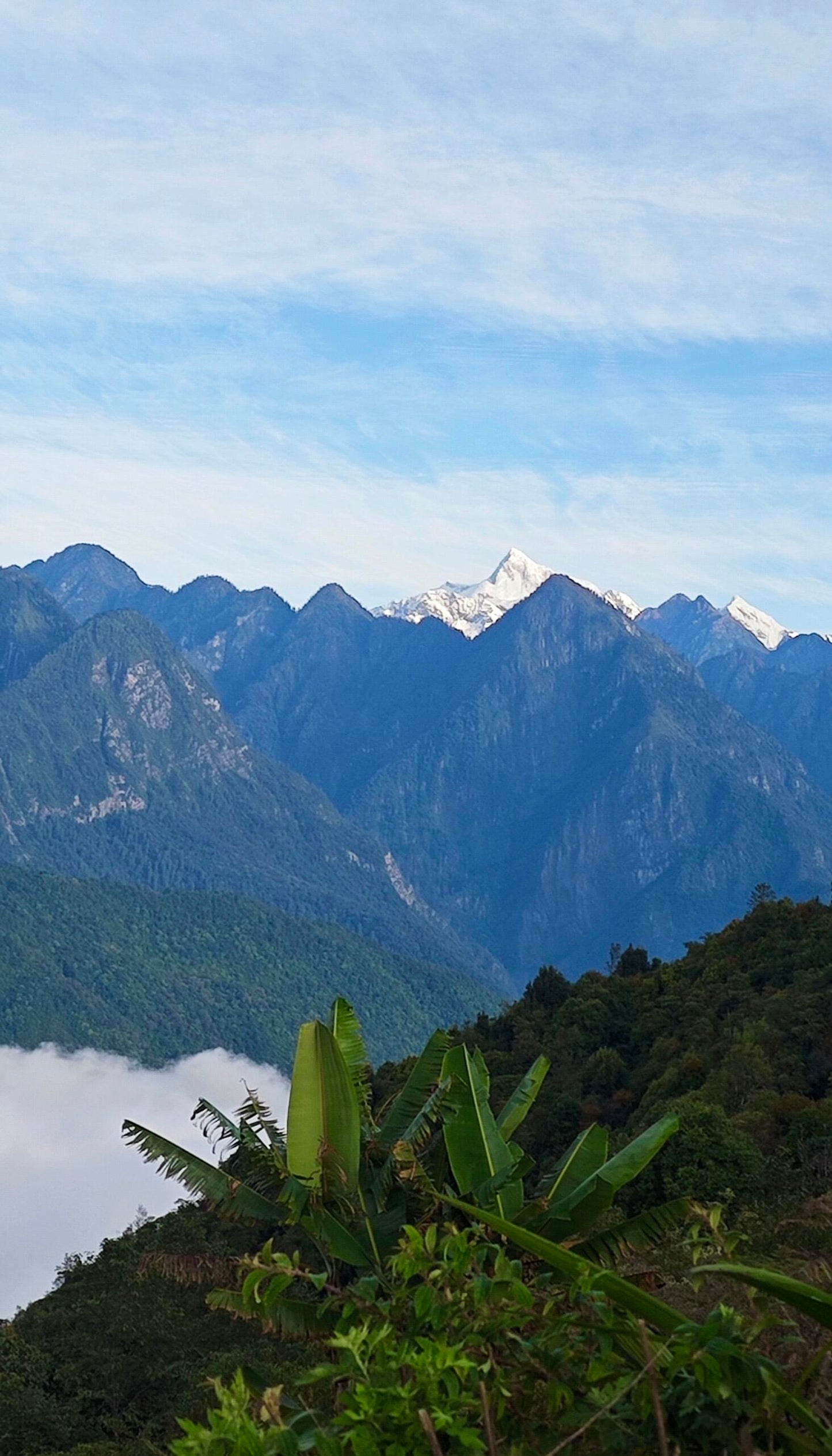 High-end Premium 100% Organic Chinese Tibet Medog White Peony White Tea Baicha 80g