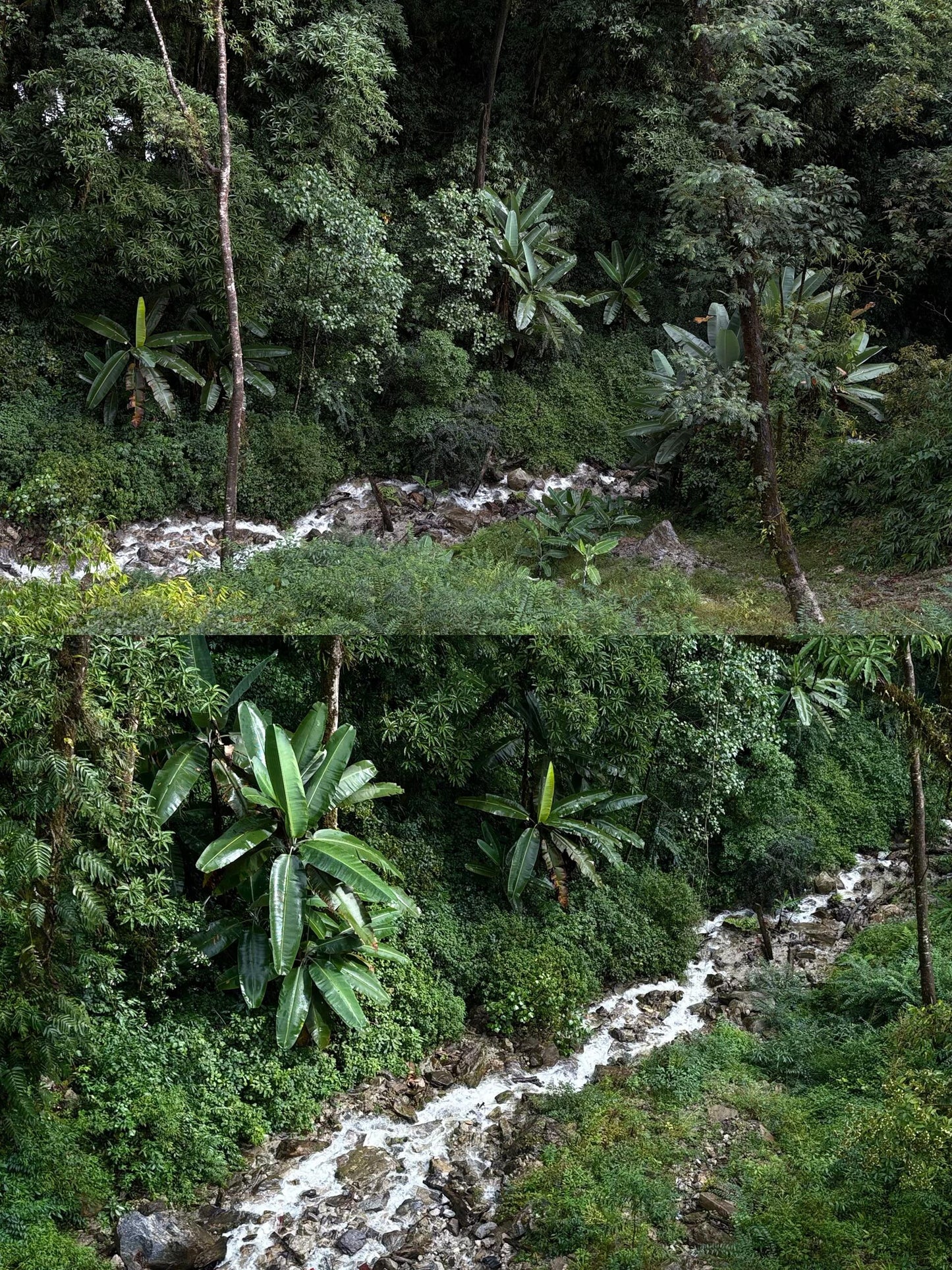 Organic Chinese Tibet Medog Premium Green Tea Motuo High-class Tea