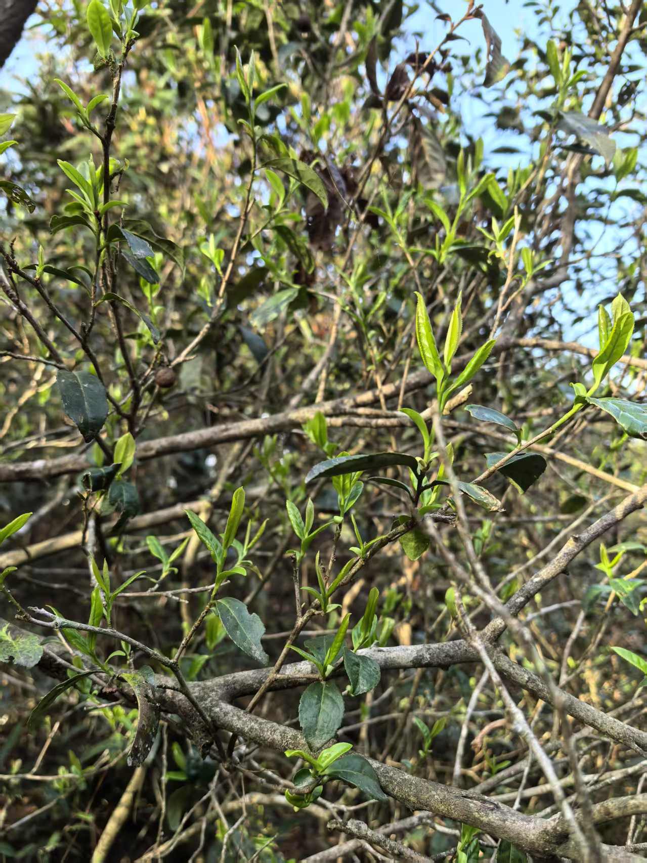 2014 Aged Fuding White Tea Wild Caicha Shoumei