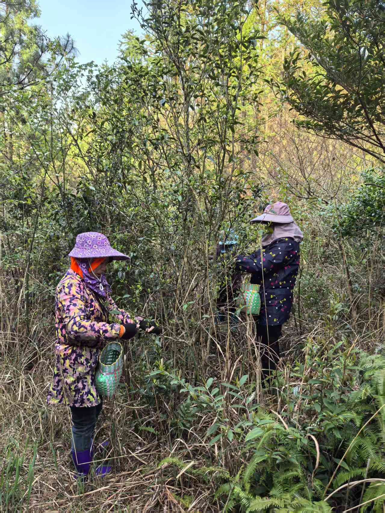 2014 Aged Fuding White Tea Wild Caicha Shoumei