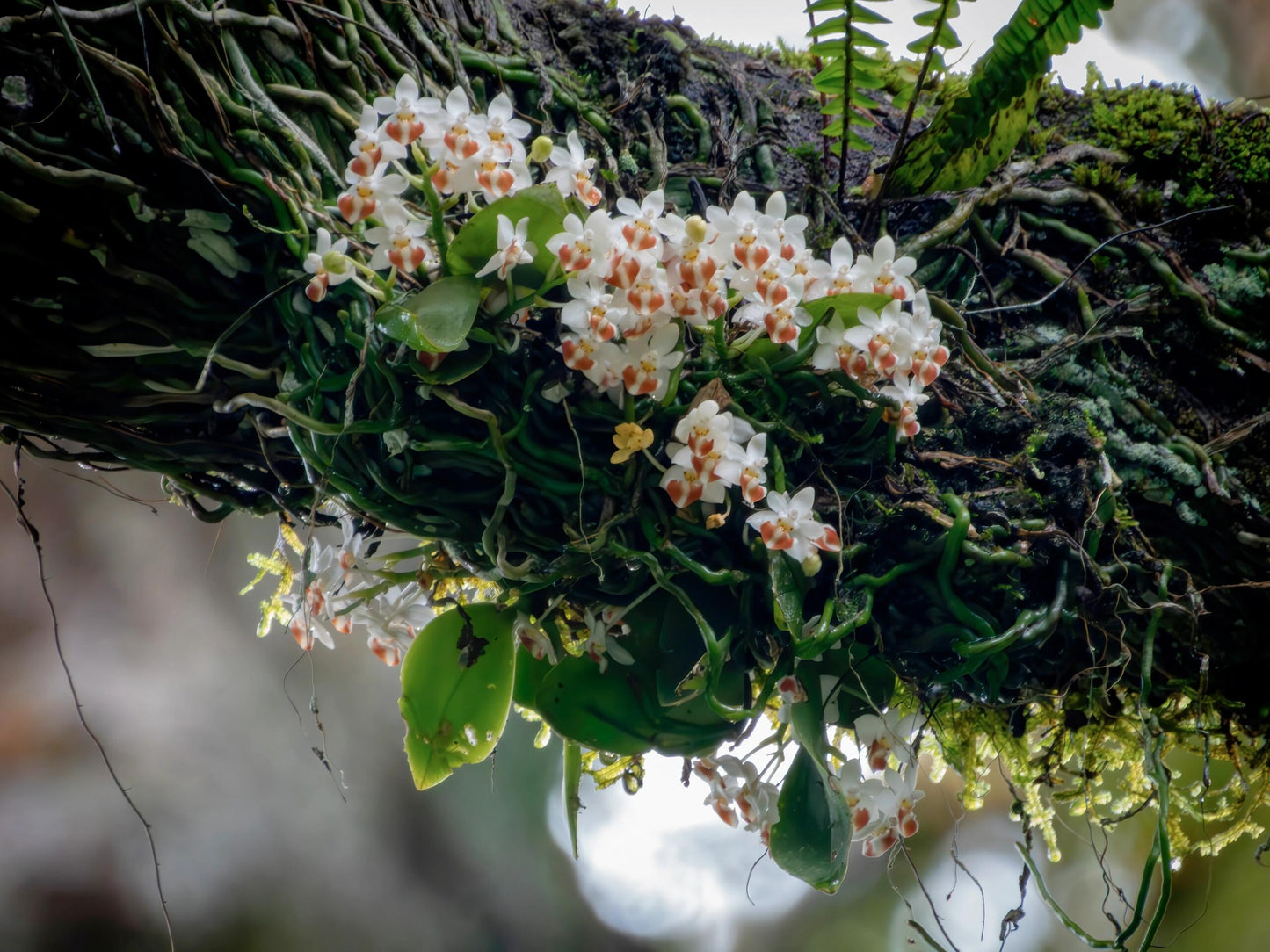 High-end Premium 100% Organic Chinese Tibet Medog White Peony White Tea Baicha 80g