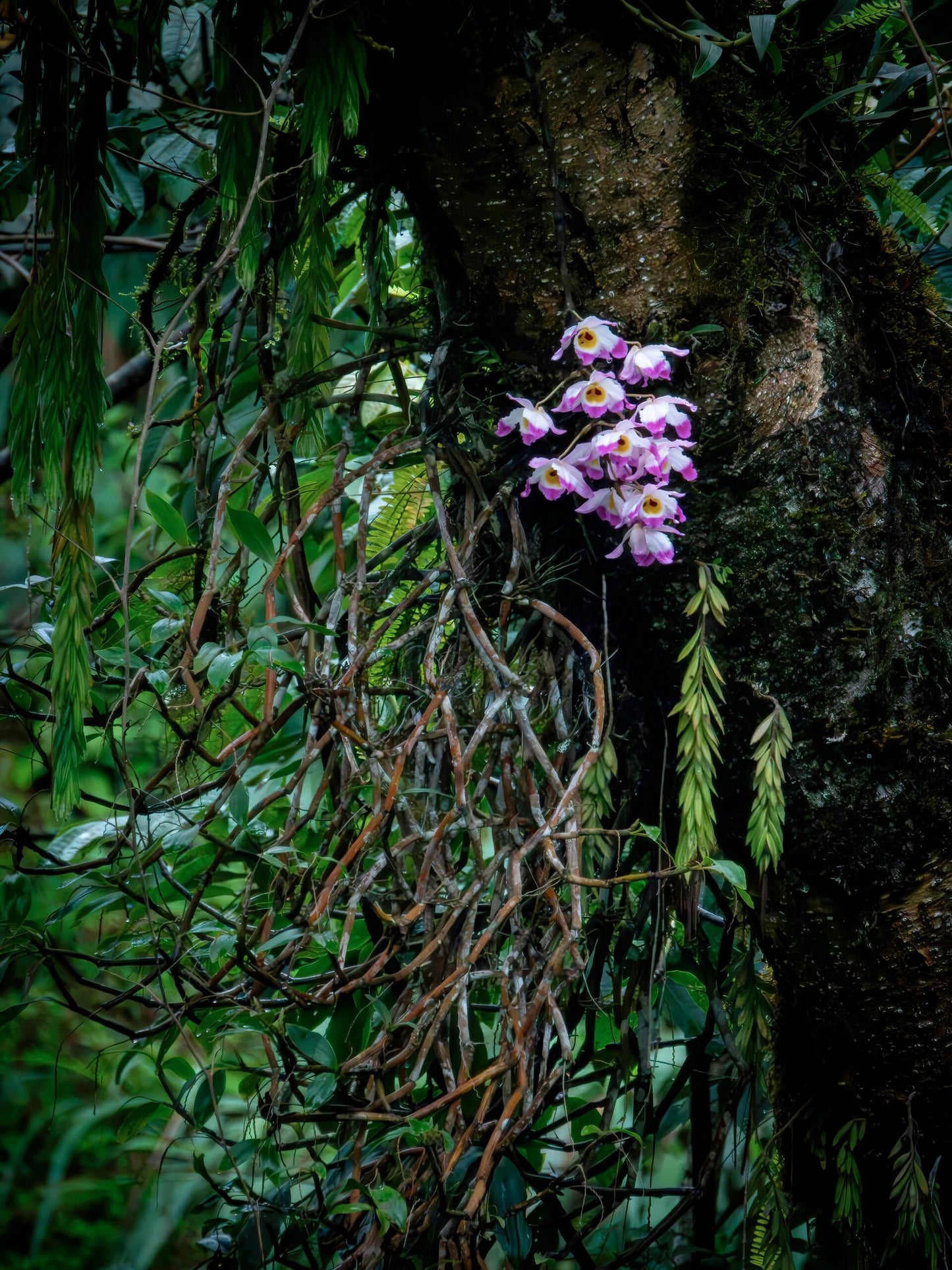 Organic Chinese Tibet Medog Premium Green Tea Motuo High-class Tea