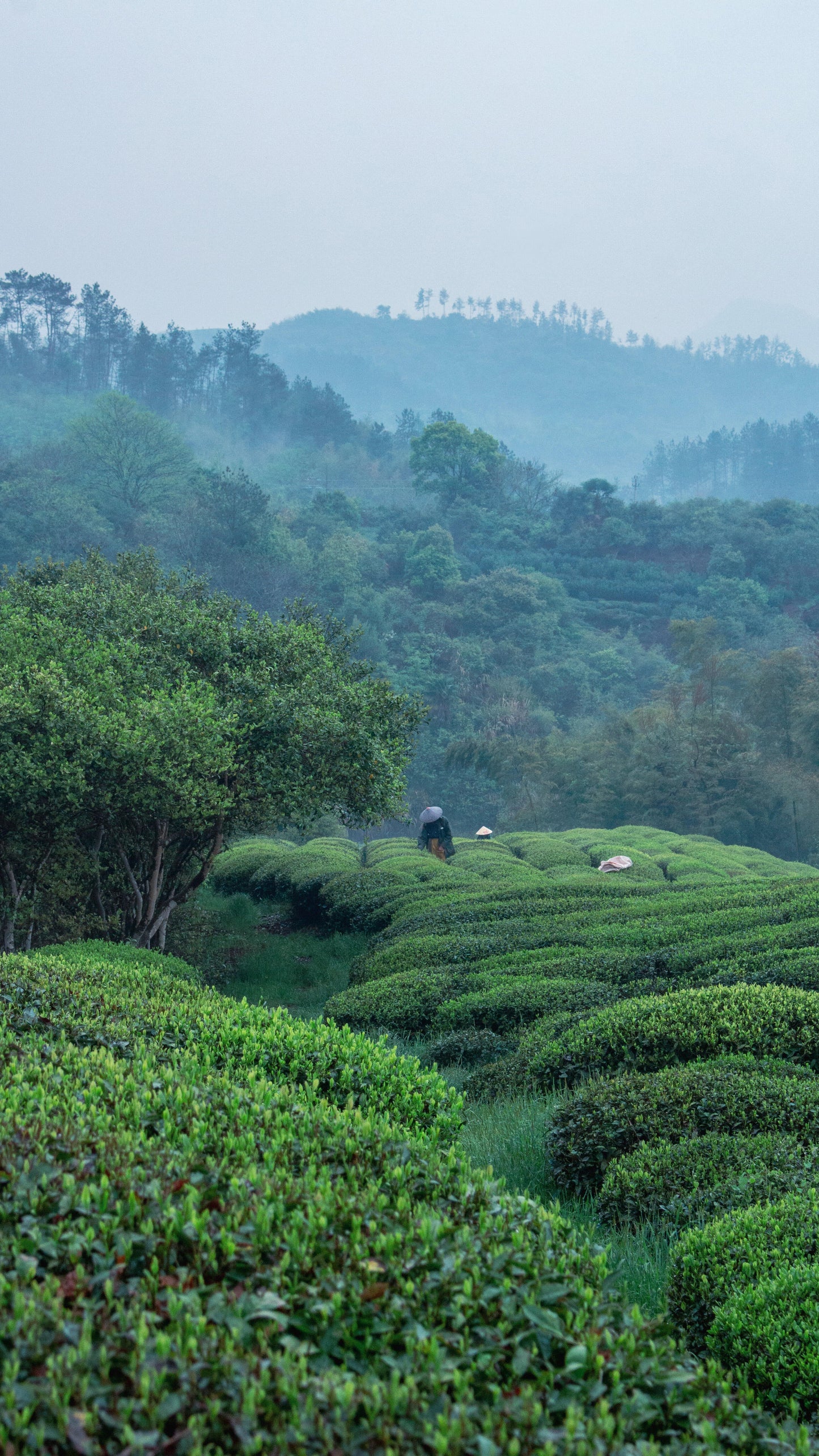 2013 Chinese Aged Sicuan Ya'an Dark Tea Zang Mengding High Mountain Tea Zang Cha Tibet TeaHeicha