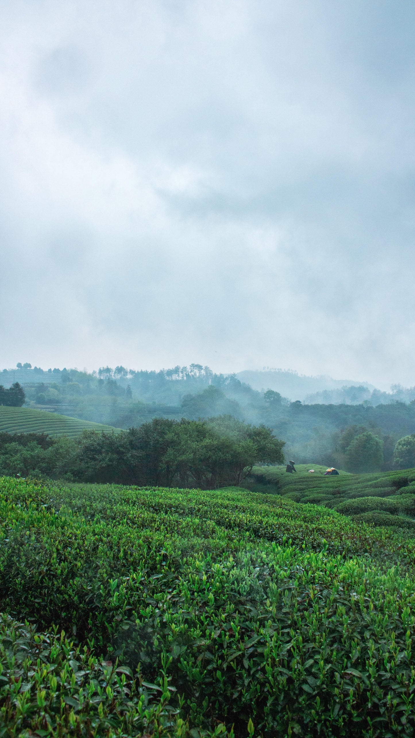 2013 Chinese Aged Sicuan Ya'an Dark Tea Zang Mengding High Mountain Tea Zang Cha Tibet TeaHeicha