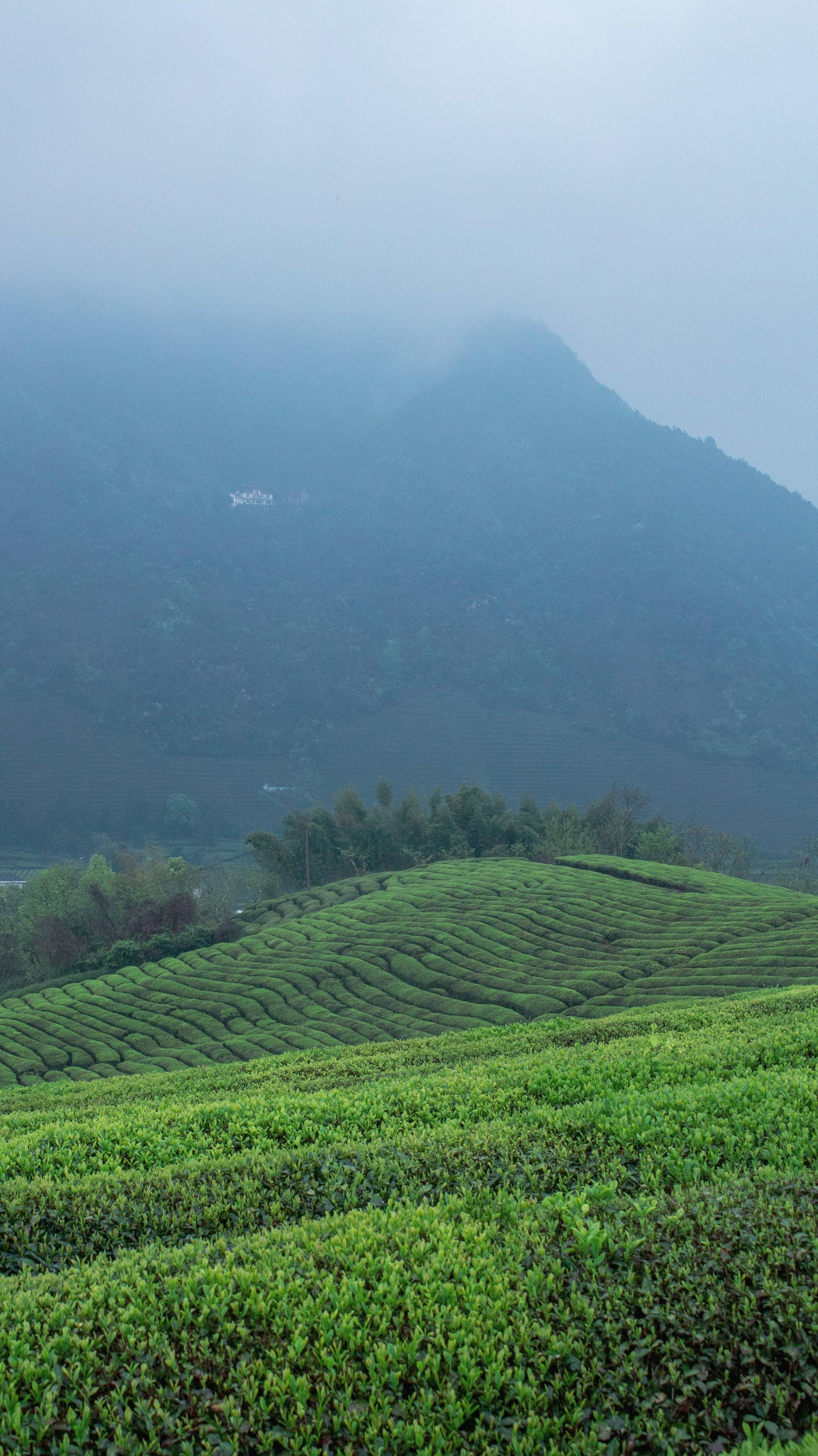 2013 Chinese Aged Sicuan Ya'an Dark Tea Zang Mengding High Mountain Tea Zang Cha Tibet TeaHeicha