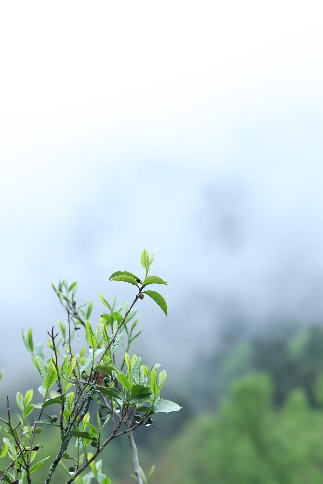 Premium Wuyi Mountain Tongmuguan Black Tea Authentic Jinjunmei Supreme Grade First Spring Pick-up Harvest High-end Chinese Red Tea