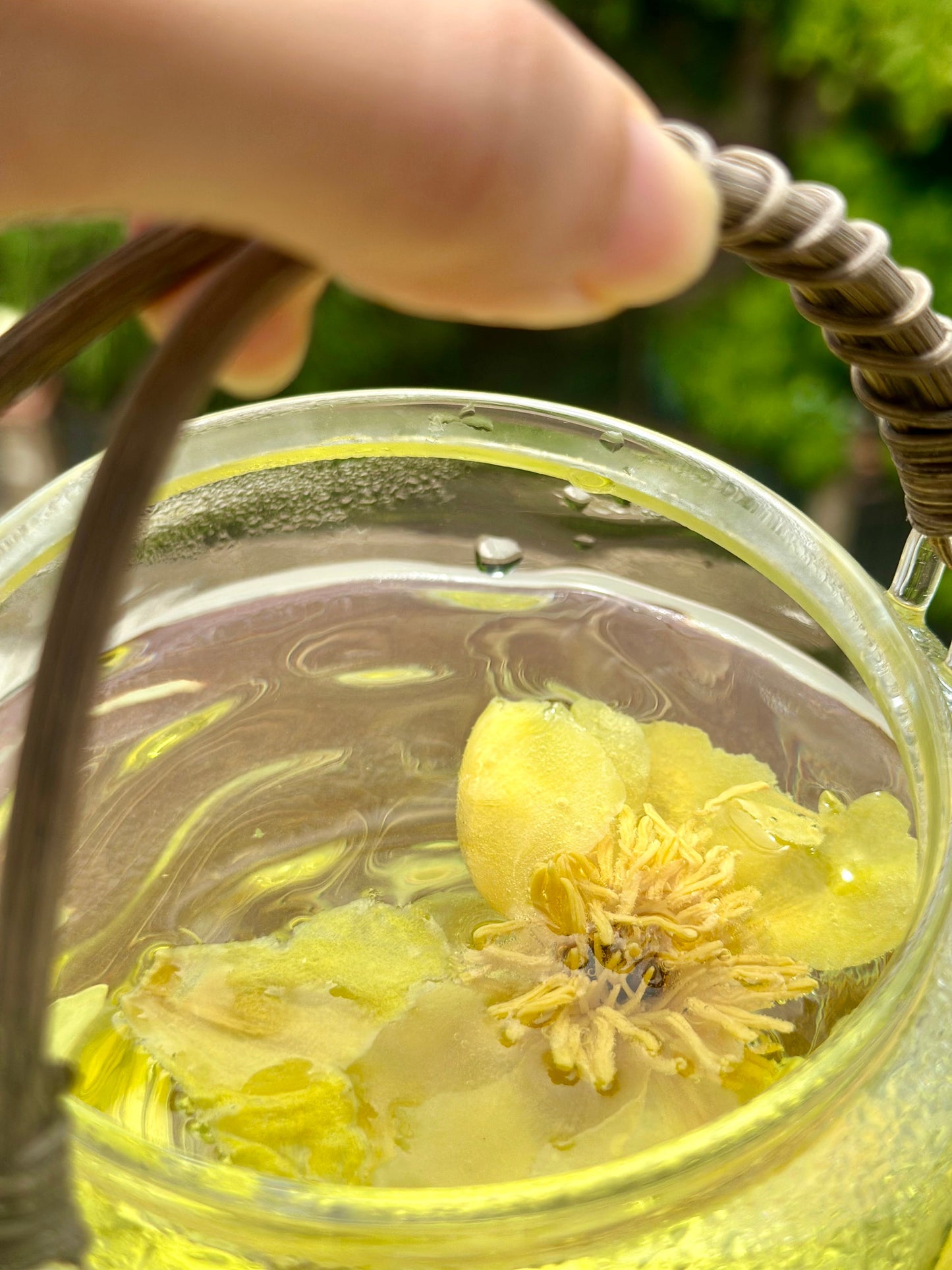 Chinese Organic Super Precious Altitude 3400m Wild Tibet Yellow Peony Fresh Dried Flower Detox Tea 8g
