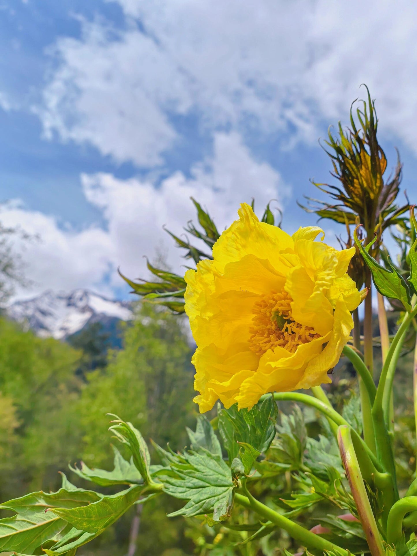 Chinese Organic Super Precious Altitude 3400m Wild Tibet Yellow Peony Fresh Dried Flower Detox Tea 8g