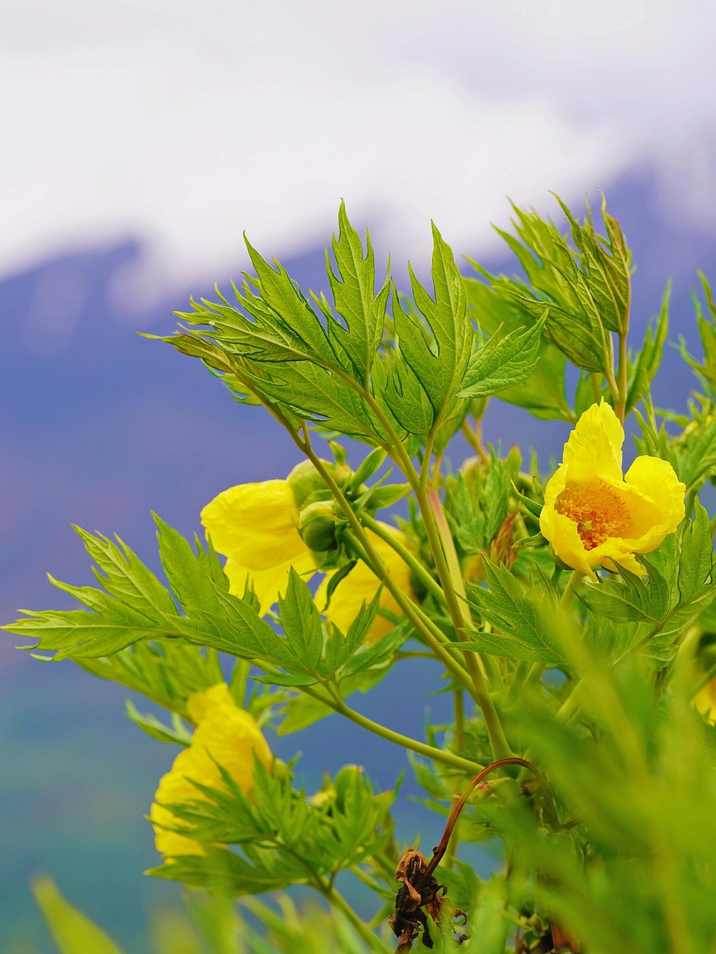 Chinese Organic Super Precious Altitude 3400m Wild Tibet Yellow Peony Fresh Dried Flower Detox Tea 8g