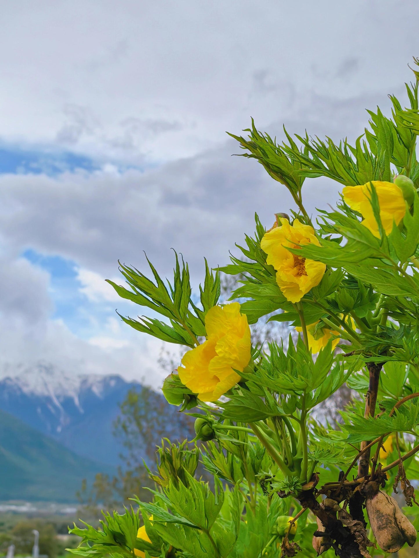 Chinese Organic Super Precious Altitude 3400m Wild Tibet Yellow Peony Fresh Dried Flower Detox Tea 8g