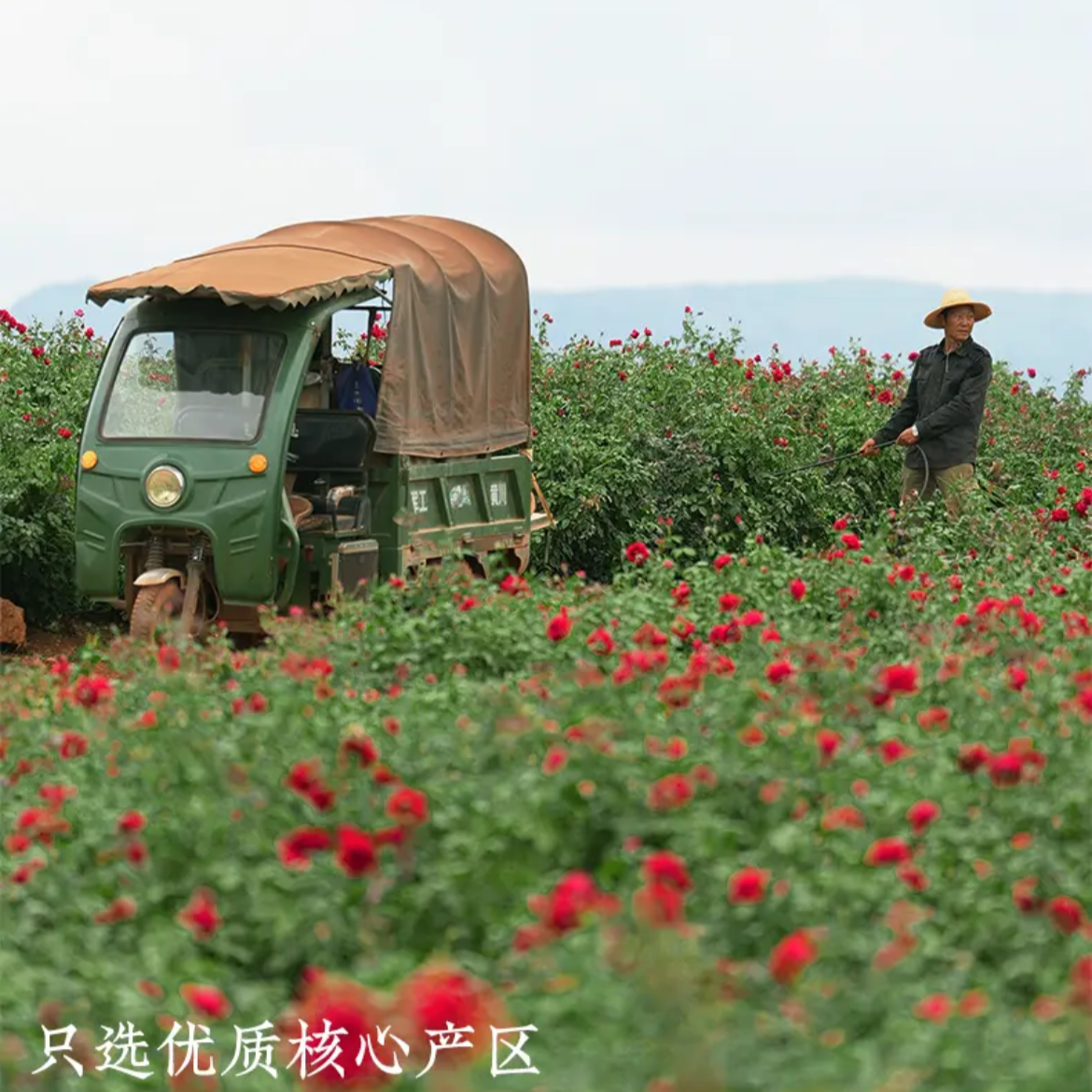 this is Chinese rose black tea